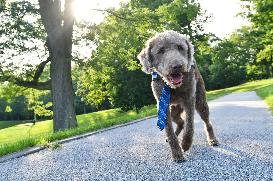 2016 Co-Pet of the Year: Gabe